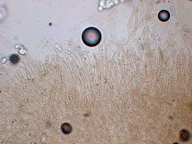 Camarophyllopsis atrovelutina  (Romagn.)  Argaud